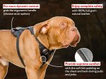 French Mastiff Leather Harness for Agitation Work