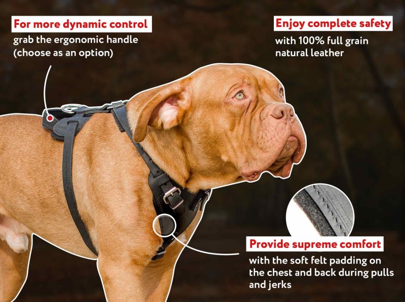 French Mastiff Leather Harness for Agitation Work