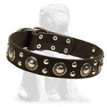 Mastiff Mix Studded Leather Dog Collar