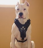 Argentinian Mastiff Exclusive Padded Leather Dog Harness