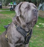 Padded Dog Harness - Y-Shaped Leather Harness for Neapolitan Mastiff