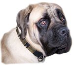 Best Leather Dog Collar for Big Breeds like MASTIFF