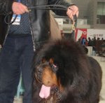 Tibetan Mastiff Multifunctional Leather Dog Leash