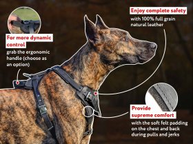 German Mastiff Leather Harness for Training and Walking