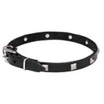 Mastiff Leather Dog Collar with Chrome Plated Pyramids 3/4 Inch (20 mm) wide