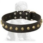 Extravagant handcrafted Mastiff collar with pyramids