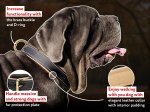 Royal Nappa padded leather Mastiff Collar