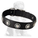 Nylon Mastiff collar with silver conchos