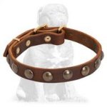 Mastiff Leather Studded Dog Collar with Brass Half-Ball Studs