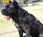 Tracking/PullingLeather Dog Harness For Cane Corso Mastiff