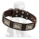 Luxurious Mastiff Leather Collar with Nickel Plates