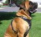 Mastiff Mix Dog Harness -Exclusive Luxury Padded Leather Harness