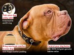 French Mastiff Leather Dog Collar - Elegant Handmade Collar