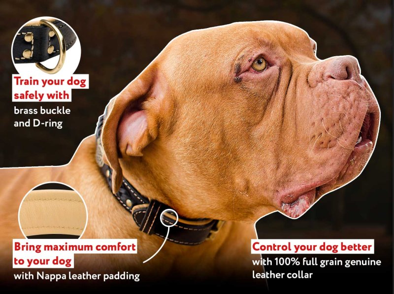 French Mastiff Leather Dog Collar Elegant Handmade Collar