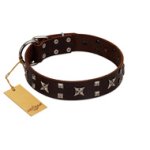 "Bigwig Woof" FDT Artisan Brown Leather Mastiff Collar with Chrome Plated Stars and Square Studs