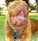 French Mastiff Leather Harness Unique Studded Design