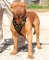 Fabulous studded leather harness for French Mastiff