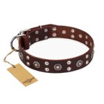 'Pirate Treasure' FDT Artisan Exciting Brown Leather Mastiff Dog Collar with Studs