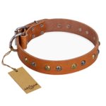 'Golden'n'Silver Luxury' FDT Artisan Leather Mastiff Collar with Engraved Studs