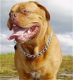 French Mastiff Chain Choke Dog Collar/Slip Collar