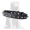 Stylish leather Mastiff collar with steel spikes