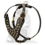 Awesome Boerboel Mastiff Leather Harness with Studs