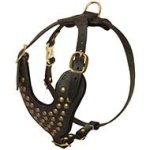 Delightful leather studded harness for English Mastiff