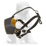Trendy Looking Bark Control Muzzle for Mastiff