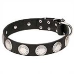 Mastiff Wide Leather Dog Collar with Chrome Plated Circles