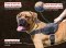 Cane Corso Nylon Feature-Rich Dog Harness for Tracking/Pulling