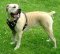 Boerboel Mastiff Leather Harness for Professional Training