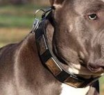 Mastiff Leather Dog Collar With Vintage Massive Plates