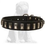 Daily Mastiff collar with nickel plates