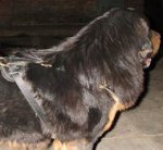 Tibetan Mastiff Tracking Leather Dog Harness Lightweight