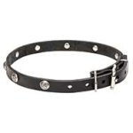 Mastiff Leather Dog Collar with Nickel Plated Engraved Studs