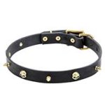 Mastiff Leather Collar with Brass Spikes and Skulls 1 inch (25 mm) wide