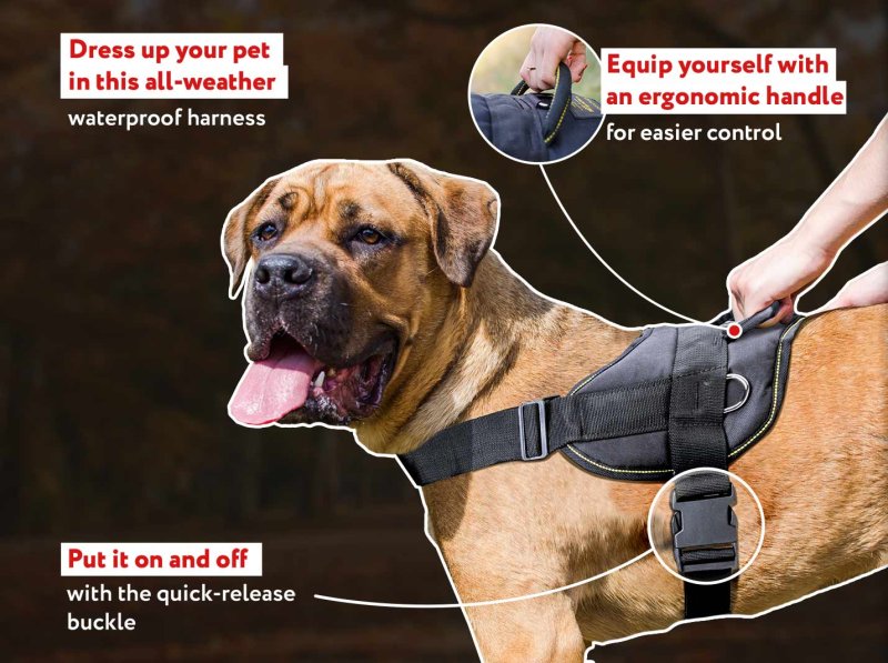Cane Corso Nylon Feature-Rich Dog Harness for Tracking/Pulling