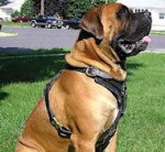 Mastiff Mix Dog Harness -Exclusive Luxury Padded Leather Harness