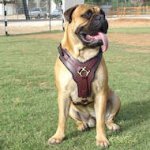 Exclusive Luxury Handcrafted Padded Leather Dog Harness