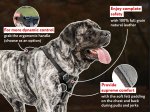 English Mastiff Leather Harness for Professional Training