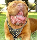 French Mastiff Leather Harness Unique Studded Design