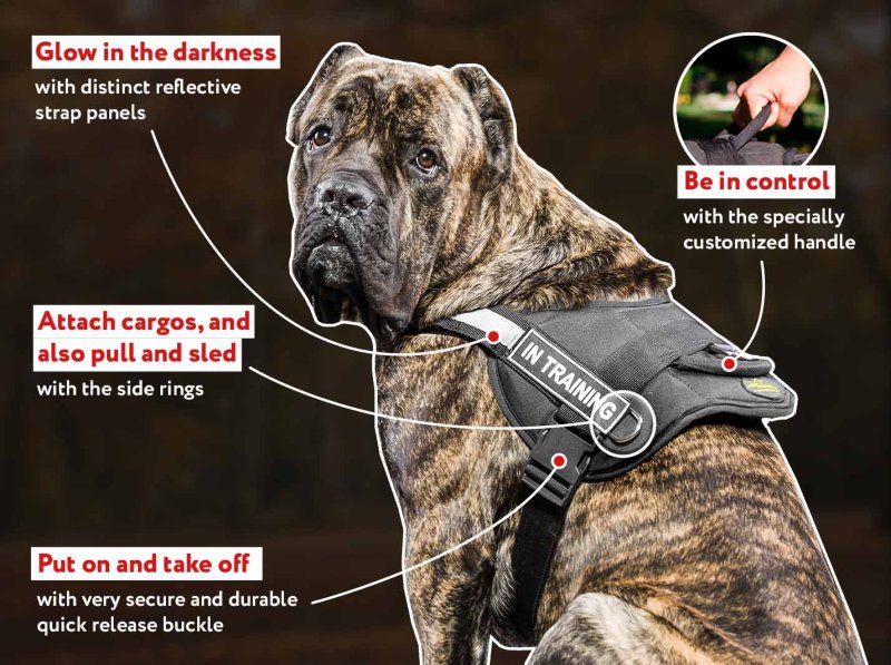 Cane Corso Nylon Harness with Reflective Front Strap