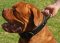 Adjustable Leather French Mastiff Collar with Handle | Brass Hardware