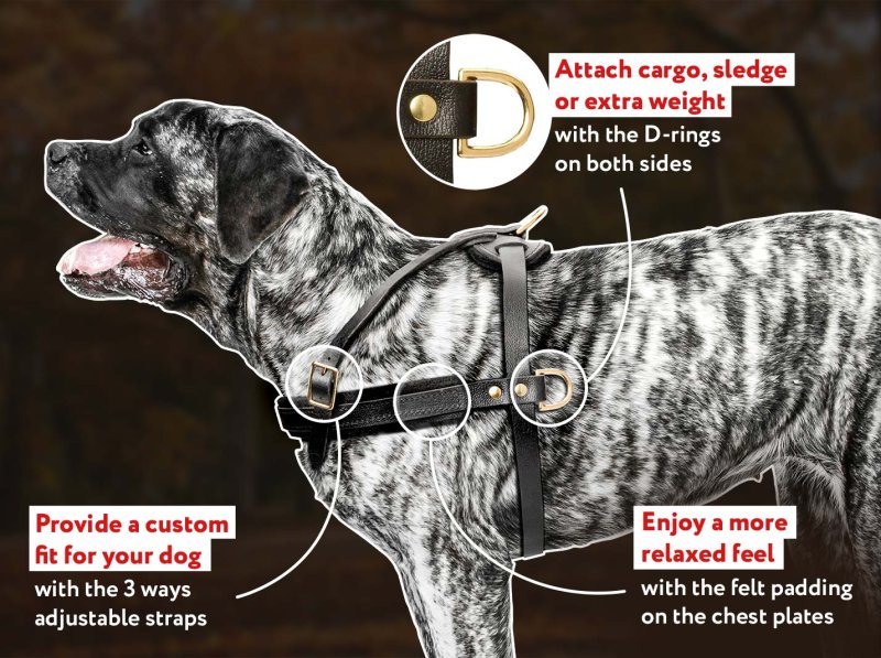 English Mastiff Tracking Pulling Dog Harness Large Dog Harness
