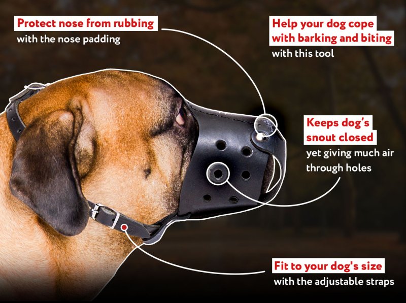 Anti-Barking Leather Bullmastiff Muzzle | Rustproof Hardware