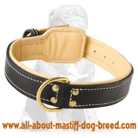 Royal Nappa padded leather Mastiff Collar