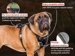 Bullmastiff Leather Harness Felt Padded