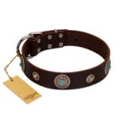 "Magic Stones" FDT Artisan Brown Leather Mastiff Collar with Chrome Plated Brooches and Studs