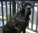 Neapolitan Mastiff Leather Dog Harness