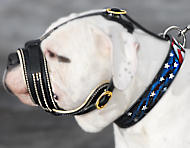Fashionable leather muzzle for Argentinian Mastiff